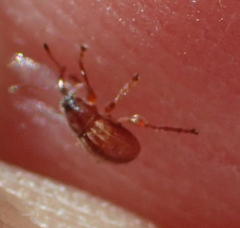Nanophyinae