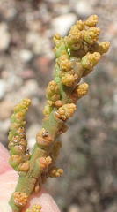Thesium microcarpum