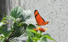 Dryas iulia
