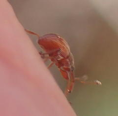 Nanophyinae