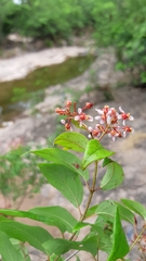 Heteropterys palmeri