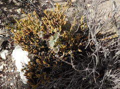 Thesium microcarpum