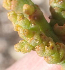 Thesium microcarpum