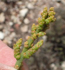 Thesium microcarpum