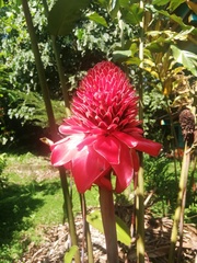 Etlingera