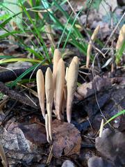 Clavariadelphus ligula