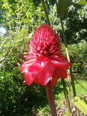 Etlingera