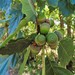 Quercus petraea petraea - Photo 由 Felipe Castilla Lattke 所上傳的 (c) Felipe Castilla Lattke，保留部份權利CC BY-NC