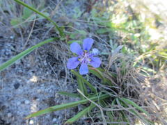 Moraea lugubris