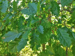 Quercus petraea petraea