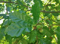 Quercus petraea petraea