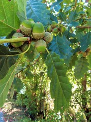 Quercus petraea petraea