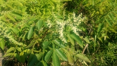 Rhus javanica