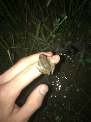 Pseudacris brachyphona