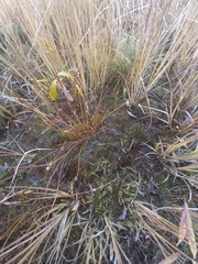 Juncus filiformis