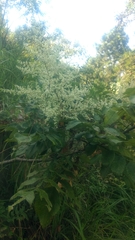 Rhus javanica