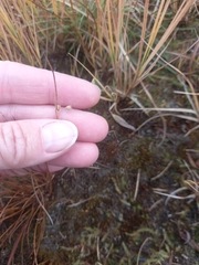 Juncus filiformis