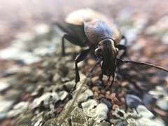 Carabus maeander