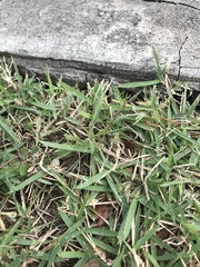 Zoysia matrella
