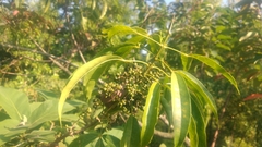 Melicope pteleifolia