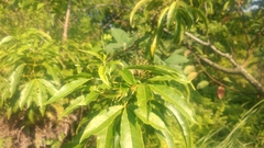 Melicope pteleifolia