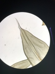 Racomitrium canescens canescens