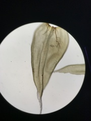 Racomitrium canescens canescens