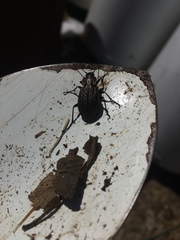 Carabus maeander