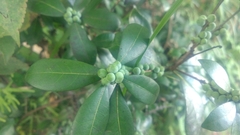 Litsea rotundifolia