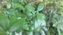 Litsea rotundifolia