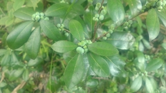 Litsea rotundifolia