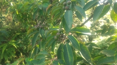 Litsea rotundifolia