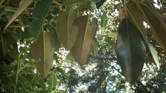 Ficus macrophylla