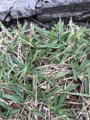 Zoysia matrella