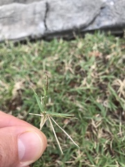 Zoysia matrella