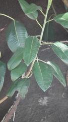 Ficus macrophylla