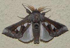 Antiophlebia bracteata