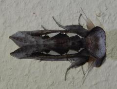 Antiophlebia bracteata