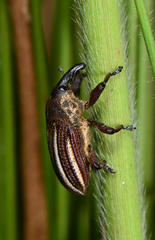 Sternuchopsis exilis