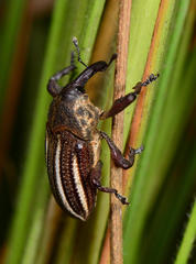 Sternuchopsis exilis