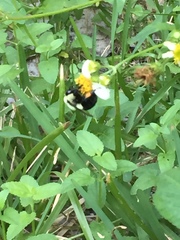 Bombus impatiens image