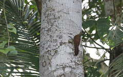 Dendrocolaptes picumnus