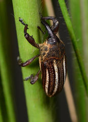 Sternuchopsis exilis