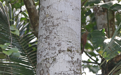 Dendrocolaptes picumnus