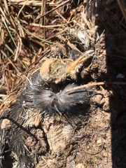 Tachycineta bicolor