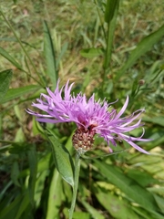 Centaurea jacea jacea