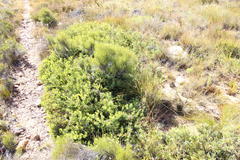 Leucadendron glaberrimum glaberrimum