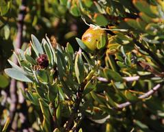 Leucadendron glaberrimum glaberrimum