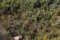 Leucadendron glaberrimum glaberrimum