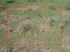 Aloe marlothii marlothii